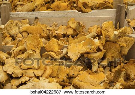 Chanterelles (Cantharellus cibarius), Viktualienmarkt, Munich, Bavaria, Germany, Europe View Large Photo Image Stock Photo - Chanterelles (Cantharellus cibarius), Viktualienmarkt, Munich, Bavaria, Germany, Europe. Fotosearch