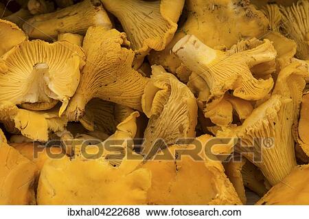 Chanterelles (Cantharellus cibarius), Viktualienmarkt, Munich, Bavaria, Germany, Europe View Large Photo Image Stock Photo - Chanterelles (Cantharellus cibarius), Viktualienmarkt, Munich, Bavaria, Germany, Europe. Fotosearch