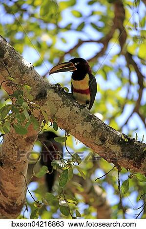 Chestnut-eared aracari (Pteroglossus castanotis), adult on tree, Pantanal, Mato Grosso, Brazil, South America View Large Photo Image Stock Image - Chestnut-eared aracari (Pteroglossus castanotis), adult on tree, Pantanal, Mato Grosso, Brazil, South America. Fotosearch
