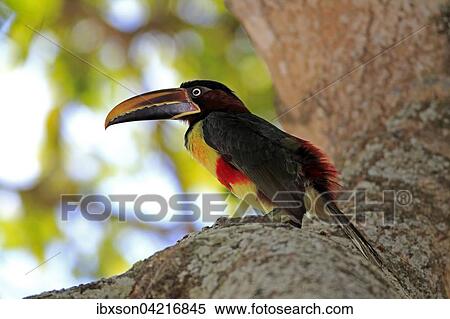 Chestnut-eared aracari (Pteroglossus castanotis), adult on tree, Pantanal, Mato Grosso, Brazil, South America View Large Photo Image Stock Photography - Chestnut-eared aracari (Pteroglossus castanotis), adult on tree, Pantanal, Mato Grosso, Brazil, South America. Fotosearch