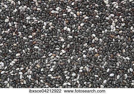 Stock Image - Chia seeds (Salvia hispanica). Fotosearch