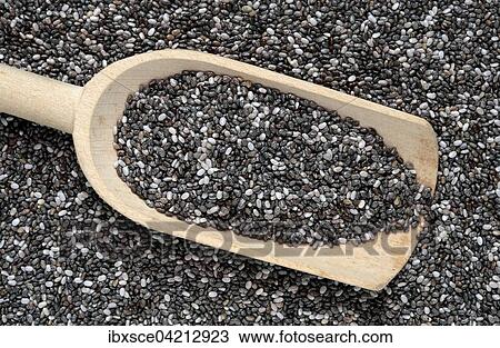 Chia seeds (Salvia hispanica) View Large Photo Image Stock Image - Chia seeds (Salvia hispanica). Fotosearch