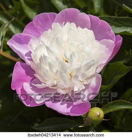 Chinese peony or common garden peony (Paeonia lactiflora), Ama No Sode variety, blossom View Large Photo Image Picture - Chinese peony or common garden peony (Paeonia lactiflora), Ama No Sode variety, blossom. Fotosearch