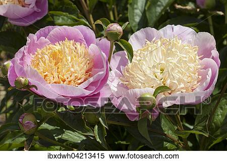 Chinese peony or common garden peony (Paeonia lactiflora), Ama No Sode variety View Large Photo Image Stock Photography - Chinese peony or common garden peony (Paeonia lactiflora), Ama No Sode variety. Fotosearch