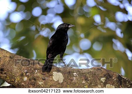 Stock Image - Chopi blackbird (Gnorimopsar chopi) on a tree, Pantanal, Mato Grosso, Brazil, South America. Fotosearch
