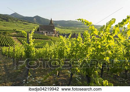 Church within the vineyards, Gothic fortified church of Saint-Jacques, Hunawihr, Alsace, France, Europe View Large Photo Image Stock Image - Church within the vineyards, Gothic fortified church of Saint-Jacques, Hunawihr, Alsace, France, Europe. Fotosearch