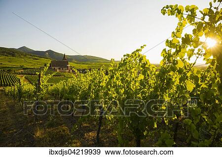 Church within the vineyards, Gothic fortified church of Saint-Jacques, Hunawihr, Alsace, France, Europe View Large Photo Image Stock Photo - Church within the vineyards, Gothic fortified church of Saint-Jacques, Hunawihr, Alsace, France, Europe. Fotosearch