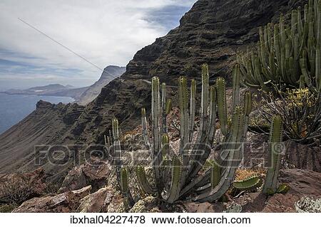 Stock Photo - Cliffs, steep coast, northwest, Gran Canaria, front Candelabra tree (Euphorbia candelabrum), spurge, Canary Islands, Spain, Europe. Fotosearch