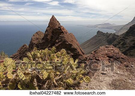 Cliffs, steep coast, Opuntia, Prickly Pear Cactus (Opuntia), north-west, Gran Canaria, Canary Islands, Spain, Europe View Large Photo Image Stock Image - Cliffs, steep coast, Opuntia, Prickly Pear Cactus (Opuntia), north-west, Gran Canaria, Canary Islands, Spain, Europe. Fotosearch
