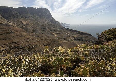 Cliffs, steep coast, Opuntia, Prickly Pear Cactus (Opuntia), north-west, Gran Canaria, Canary Islands, Spain, Europe View Large Photo Image Stock Photography - Cliffs, steep coast, Opuntia, Prickly Pear Cactus (Opuntia), north-west, Gran Canaria, Canary Islands, Spain, Europe. Fotosearch