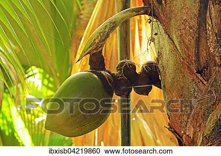 Stock Image - Coco de Mer, coconut, world's largest seed, sea coconut (Lodoicea maldivica), Vallee de Mai National Park, UNESCO World Heritage Site, Praslin Island, Seychelles, Africa. Fotosearch
