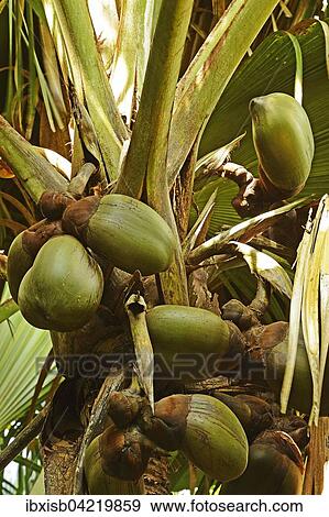 Stock Photo - Coco de Mer, coconut, world's largest seed, sea coconut (Lodoicea maldivica), Vallee de Mai National Park, UNESCO World Heritage Site, Praslin Island, Seychelles, Africa. Fotosearch