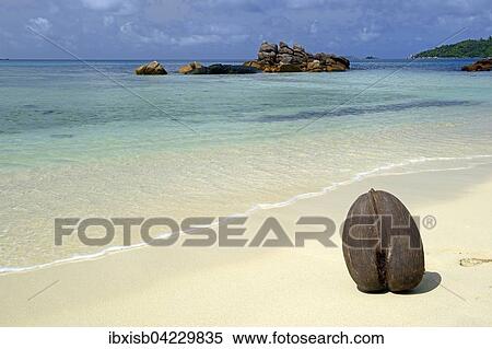 Coco de Mer (Lodoicea maldivica) on the beach of Anse Boudin, fruit of the sea coconut tree, Seychelles, Africa View Large Photo Image Stock Photography - Coco de Mer (Lodoicea maldivica) on the beach of Anse Boudin, fruit of the sea coconut tree, Seychelles, Africa. Fotosearch