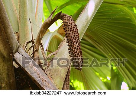 Coco de mer (Lodoicea maldivica) seed pod, Vallee de Mai National Park, Praslin Island, Seychelles, Africa View Large Photo Image Stock Photo - Coco de mer (Lodoicea maldivica) seed pod, Vallee de Mai National Park, Praslin Island, Seychelles, Africa. Fotosearch