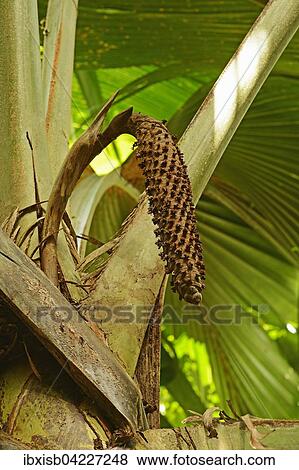 Coco de mer (Lodoicea maldivica) seed pod, Vallee de Mai National Park, Praslin Island, Seychelles, Africa View Large Photo Image Stock Photo - Coco de mer (Lodoicea maldivica) seed pod, Vallee de Mai National Park, Praslin Island, Seychelles, Africa. Fotosearch
