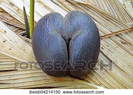 Stock Image - Coco de mer, sea coconut or double coconut (Lodoicea maldivica), Praslin Island, Seychelles, Africa. Fotosearch