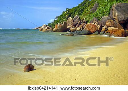 Coconut lying on Anse Cimitiere beach, Praslin Island, Seychelles, Africa View Large Photo Image Stock Image - Coconut lying on Anse Cimitiere beach, Praslin Island, Seychelles, Africa. Fotosearch