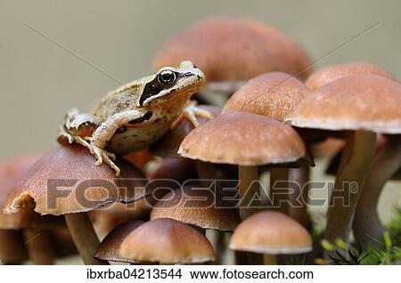 Common Frog (Rana temporaria) sitting on small lamellar mushrooms, Germany, Europe View Large Photo Image Picture - Common Frog (Rana temporaria) sitting on small lamellar mushrooms, Germany, Europe. Fotosearch