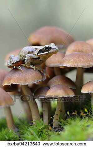 Common Frog (Rana temporaria) sitting on small lamellar mushrooms, Germany, Europe View Large Photo Image Stock Image - Common Frog (Rana temporaria) sitting on small lamellar mushrooms, Germany, Europe. Fotosearch