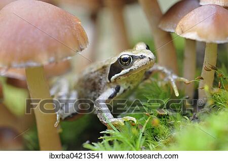 Stock Image - Common Frog (Rana temporaria) sitting among small lamellar mushrooms, Germany, Europe. Fotosearch