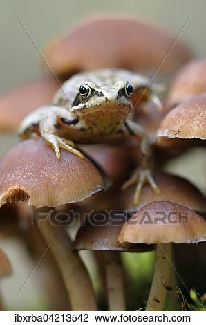Common Frog (Rana temporaria) sitting on small lamellar mushrooms, Germany, Europe View Large Photo Image Stock Image - Common Frog (Rana temporaria) sitting on small lamellar mushrooms, Germany, Europe. Fotosearch