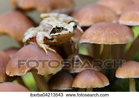 Common Frog (Rana temporaria) sitting on small lamellar mushrooms, Germany, Europe View Large Photo Image Stock Image - Common Frog (Rana temporaria) sitting on small lamellar mushrooms, Germany, Europe. Fotosearch
