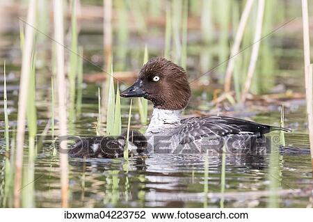 Common goldeneye (Bucephala clangula) with chick, Masuria, Poland, Europe View Large Photo Image Stock Image - Common goldeneye (Bucephala clangula) with chick, Masuria, Poland, Europe. Fotosearch
