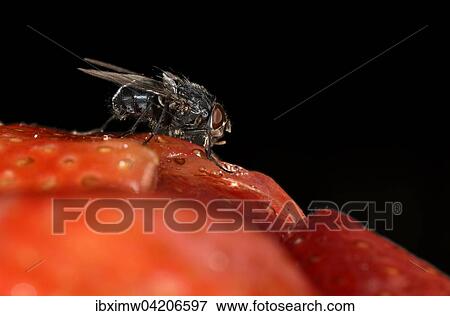 Stock Photo - Common greenbottle (Lucilia caesar) fly, also blowfly, on a strawberry cake. Fotosearch