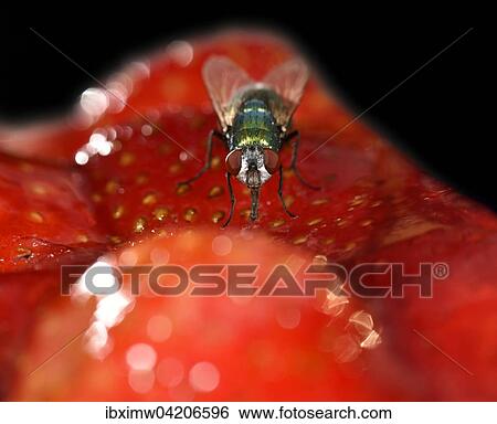 Common greenbottle (Lucilia caesar) fly, also blowfly, on a strawberry cake View Large Photo Image Stock Photograph - Common greenbottle (Lucilia caesar) fly, also blowfly, on a strawberry cake. Fotosearch
