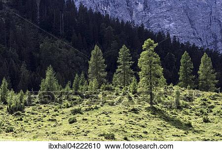 Conifer trees, backlit, Eng, Karwendel, Tyrol, Austria, Europe View Large Photo Image Stock Image - Conifer trees, backlit, Eng, Karwendel, Tyrol, Austria, Europe. Fotosearch
