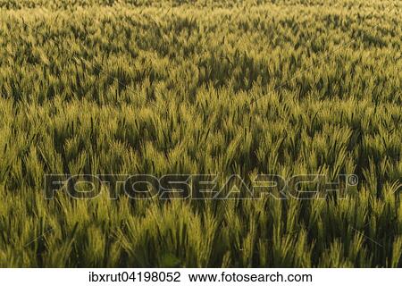 Cornfield, in the evening light, Baltic Sea, Mecklenburg-Western Pomerania, Germany, Europe View Large Photo Image Stock Image - Cornfield, in the evening light, Baltic Sea, Mecklenburg-Western Pomerania, Germany, Europe. Fotosearch