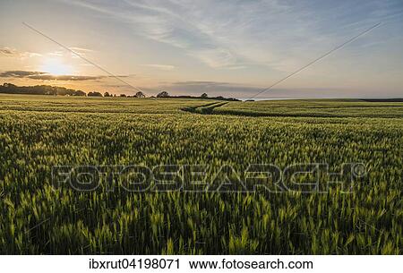 Cornfields in the evening, Baltic Sea behind, Bad Boltenhagen, Mecklenburg-Western Pomerania, Germany, Europe View Large Photo Image Stock Image - Cornfields in the evening, Baltic Sea behind, Bad Boltenhagen, Mecklenburg-Western Pomerania, Germany, Europe. Fotosearch
