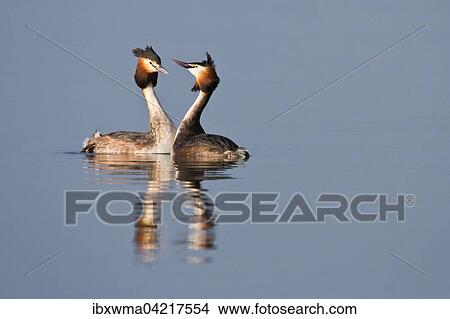 Courting Great Crested Grebes (Podiceps cristatus), Hesse, Germany, Europe View Large Photo Image Picture - Courting Great Crested Grebes (Podiceps cristatus), Hesse, Germany, Europe. Fotosearch
