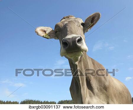 Cow against blue sky, Bavaria, Germany, Europe View Large Photo Image Stock Photo - Cow against blue sky, Bavaria, Germany, Europe. Fotosearch