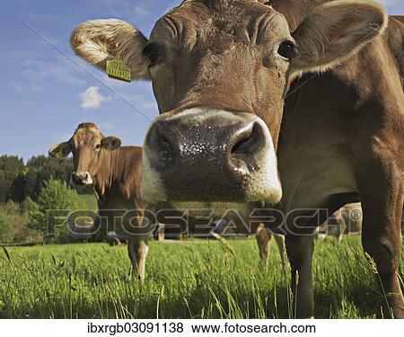 Stock Photo - Cow, Bavaria, Germany, Europe. Fotosearch