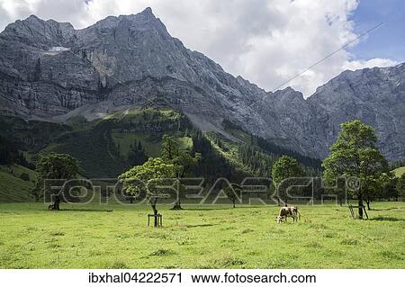 Cow between maple trees, Ahornboden, Eng, Eng Alm, Lamsenspitze rear left, Karwendel, Tyrol, Austria, Europe View Large Photo Image Stock Image - Cow between maple trees, Ahornboden, Eng, Eng Alm, Lamsenspitze rear left, Karwendel, Tyrol, Austria, Europe. Fotosearch