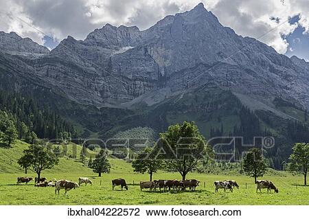 Cows between maple trees, Ahornboden, Eng Alm, Lamsenspitze behind, Karwendel, Tyrol, Austria, Europe View Large Photo Image Stock Image - Cows between maple trees, Ahornboden, Eng Alm, Lamsenspitze behind, Karwendel, Tyrol, Austria, Europe. Fotosearch
