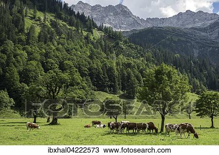 Cows between maple trees, Ahornboden, Eng, Eng Alm, Karwendel, Tyrol, Austria, Europe View Large Photo Image Stock Image - Cows between maple trees, Ahornboden, Eng, Eng Alm, Karwendel, Tyrol, Austria, Europe. Fotosearch