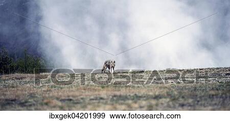Coyote (Canis latrans), Geyser behind, Yellowstone National Park, Wyoming, USA, North America View Large Photo Image Stock Photo - Coyote (Canis latrans), Geyser behind, Yellowstone National Park, Wyoming, USA, North America. Fotosearch