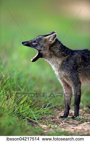 Crab-eating fox (Cerdocyon thous), adult, yawning, mouth wide open, Pantanal, Mato Grosso, Brazil, South America View Large Photo Image Picture - Crab-eating fox (Cerdocyon thous), adult, yawning, mouth wide open, Pantanal, Mato Grosso, Brazil, South America. Fotosearch
