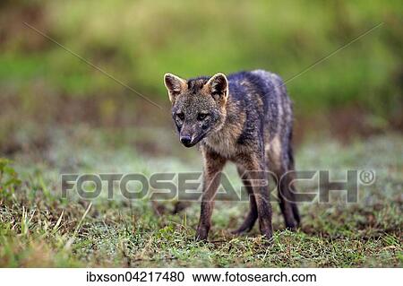 Crab-eating fox (Cerdocyon thous), adult, alert, Pantanal, Mato Grosso, Brazil, South America View Large Photo Image Stock Image - Crab-eating fox (Cerdocyon thous), adult, alert, Pantanal, Mato Grosso, Brazil, South America. Fotosearch