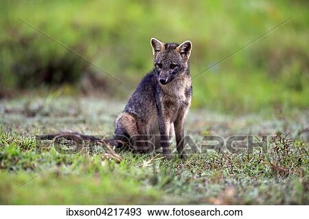Crab-eating fox (Cerdocyon thous), adult, alert, Pantanal, Mato Grosso, Brazil, South America View Large Photo Image Stock Image - Crab-eating fox (Cerdocyon thous), adult, alert, Pantanal, Mato Grosso, Brazil, South America. Fotosearch
