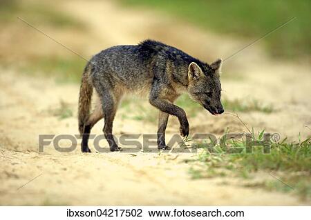 Crab-eating fox (Cerdocyon thous), adult, alert, stalking, Pantanal, Mato Grosso, Brazil, South America View Large Photo Image Stock Image - Crab-eating fox (Cerdocyon thous), adult, alert, stalking, Pantanal, Mato Grosso, Brazil, South America. Fotosearch