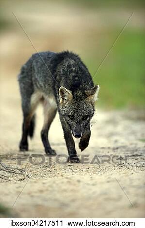 Crab-eating fox (Cerdocyon thous), adult, alert, prowling, Pantanal, Mato Grosso, Brazil, South America View Large Photo Image Stock Image - Crab-eating fox (Cerdocyon thous), adult, alert, prowling, Pantanal, Mato Grosso, Brazil, South America. Fotosearch