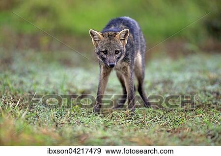 Stock Photo - Crab-eating fox (Cerdocyon thous), adult, alert, Pantanal, Mato Grosso, Brazil, South America. Fotosearch