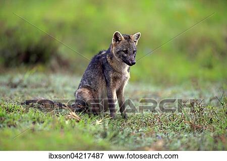 Crab-eating fox (Cerdocyon thous), adult, alert, Pantanal, Mato Grosso, Brazil, South America View Large Photo Image Stock Photo - Crab-eating fox (Cerdocyon thous), adult, alert, Pantanal, Mato Grosso, Brazil, South America. Fotosearch
