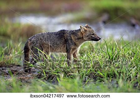 Crab-eating fox (Cerdocyon thous), adult, alert, Pantanal, Mato Grosso, Brazil, South America View Large Photo Image Stock Photo - Crab-eating fox (Cerdocyon thous), adult, alert, Pantanal, Mato Grosso, Brazil, South America. Fotosearch