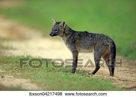 Crab-eating fox (Cerdocyon thous), adult, alert, Pantanal, Mato Grosso, Brazil, South America View Large Photo Image Stock Photo - Crab-eating fox (Cerdocyon thous), adult, alert, Pantanal, Mato Grosso, Brazil, South America. Fotosearch