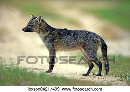 Crab-eating fox (Cerdocyon thous), adult, alert, Pantanal, Mato Grosso, Brazil, South America View Large Photo Image Stock Photo - Crab-eating fox (Cerdocyon thous), adult, alert, Pantanal, Mato Grosso, Brazil, South America. Fotosearch