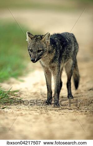 Crab-eating fox (Cerdocyon thous), adult, alert, Pantanal, Mato Grosso, Brazil, South America View Large Photo Image Stock Photo - Crab-eating fox (Cerdocyon thous), adult, alert, Pantanal, Mato Grosso, Brazil, South America. Fotosearch